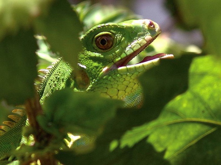 	Iguana Iguana 	