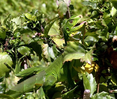 	Iguana Iguana 	