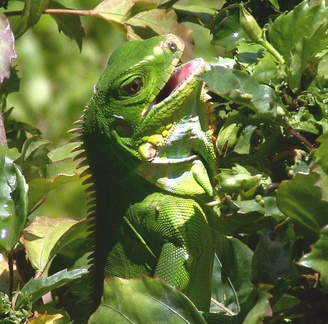 	Iguana Iguana 	