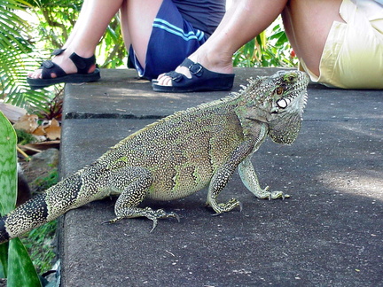 	Iguana Iguana 	