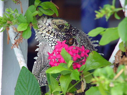 	Iguana Iguana 	