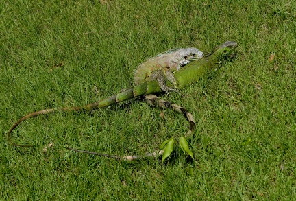 Iguana Iguana