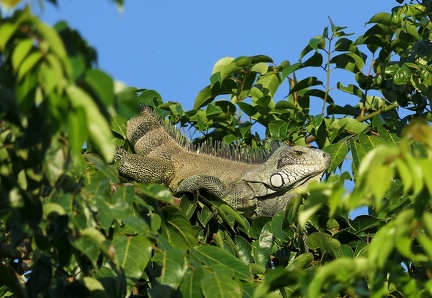 	Iguana Iguana