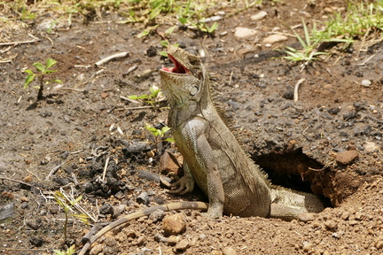 	Iguana Iguana