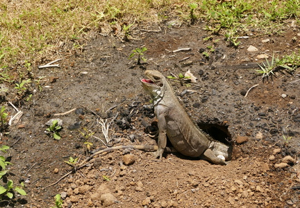 	Iguana Iguana	