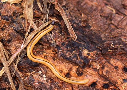 	Bipalium vagum	