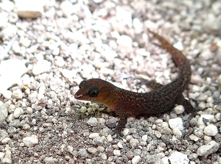 	Sphaerodactylus fantasticus hippomanes	