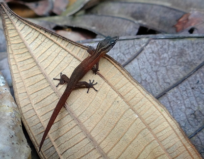 	Sphaerodactylus fantasticus orescius