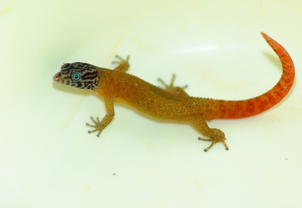 	Sphaerodactylus fantasticus