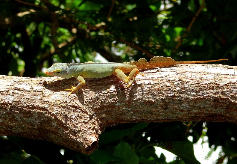 	Anolis ferreus	