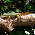 	Anolis ferreus	