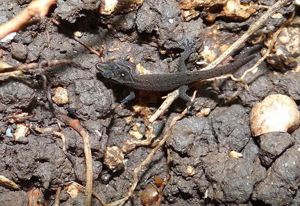 	Sphaerodactylus fantasticus anidrotus	