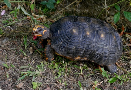 	Chelonoidis carbonaria