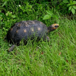 Tortue terrestre