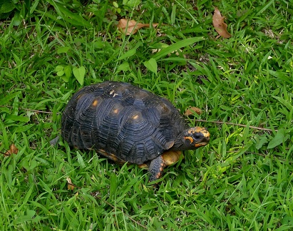	Chelonoidis carbonari