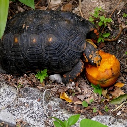 Tortue terrestre