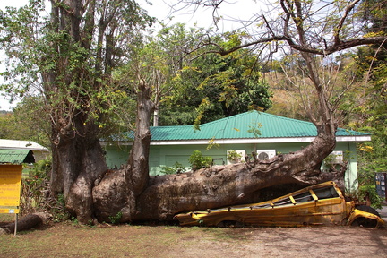 	Adansonia digitata	
