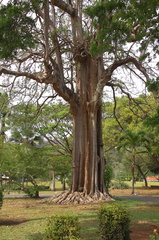 	Alstonia scholaris	