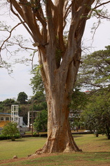 	Albizia Caribaea	