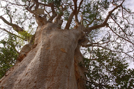 	Albizia Caribaea	