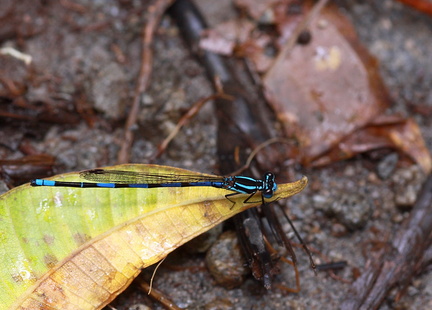 	Argia concinna	