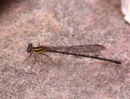 	Argia concinna	