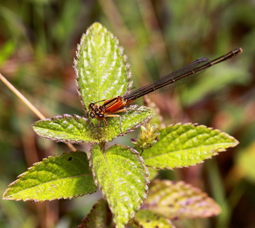 	Ischnura ramburii	