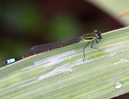 	Ischnura ramburii	