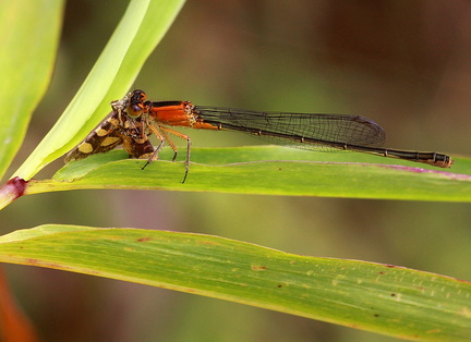 	Ischnura ramburii	