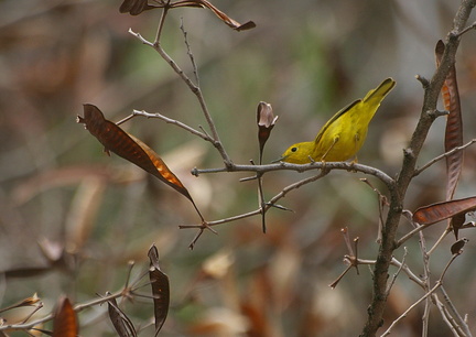 	Paruline	