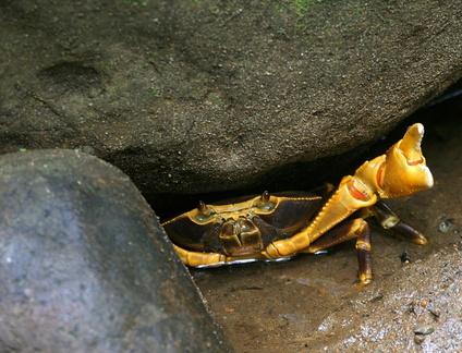 	Crabe cirique	