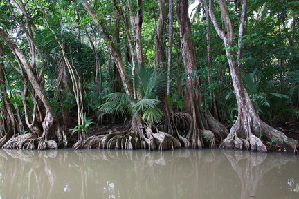 	Forêt marécageuse	