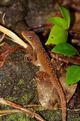 	Anolis	