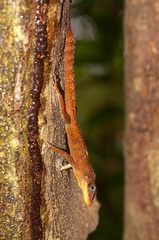 	Anolis	