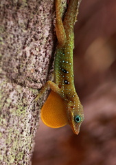 	Anolis	