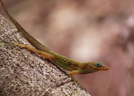 	Anolis	