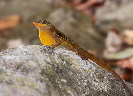 	Anolis	