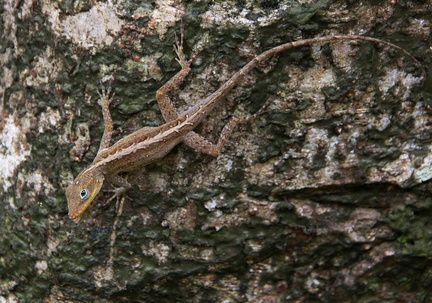 	Anolis	