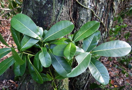 	Diospyros revoluta	