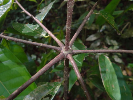 	Quararibea turbinata	