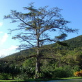 	Ceiba pentandra	