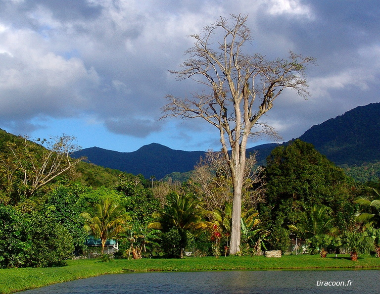 	Ceiba pentandra	