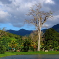 	Ceiba pentandra	