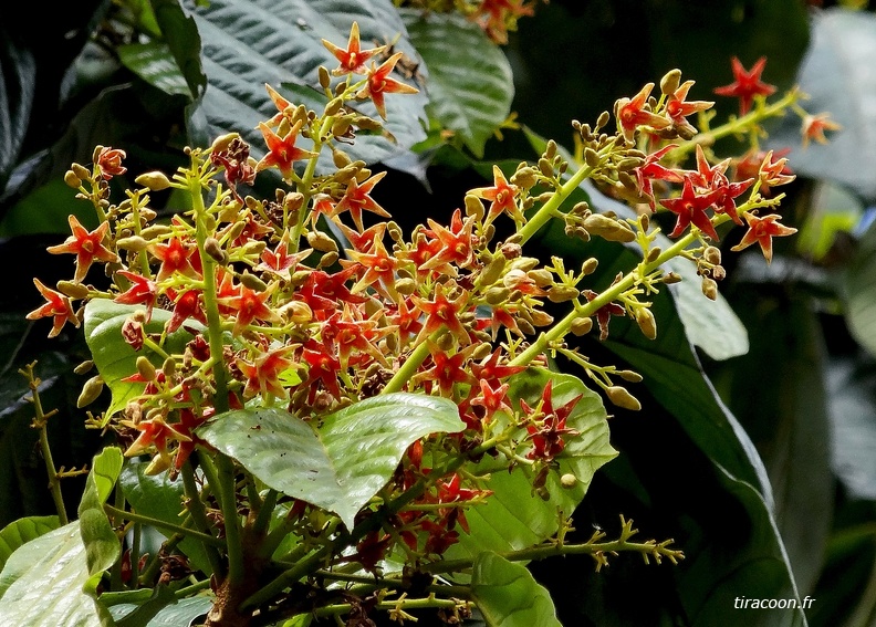 	Sterculia caribaea