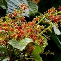 	Sterculia caribaea