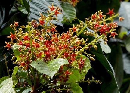 	Sterculia caribaea