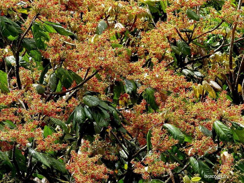 	Sterculia caribaea