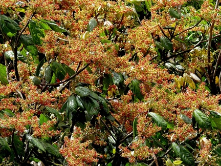 	Sterculia caribaea