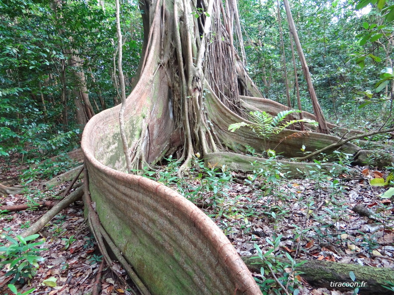 	Ficus sp.