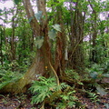 	Pterocarpus officinalis	